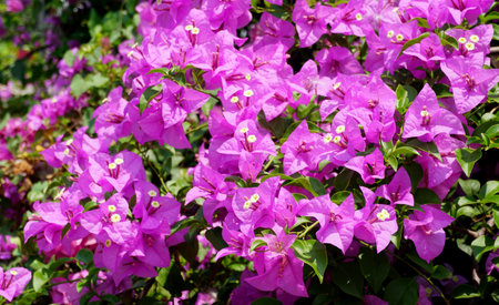 Bougainvillea flower blossom on tree, Floral backgroundの写真素材