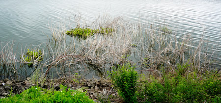 Dried grass with water in lake, Nature backgroundの写真素材