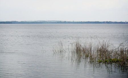 Dried grass with water in lake, Nature backgroundの写真素材