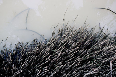 Respiratory root of mangrove forest in river, Nature background