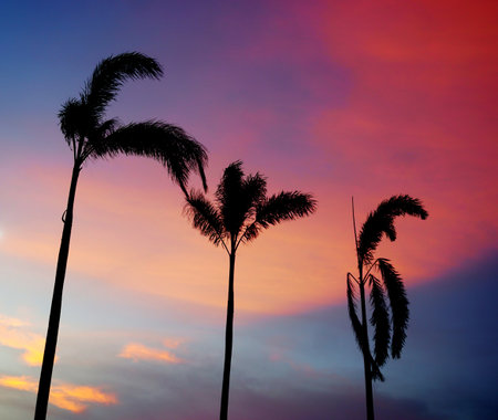 Silhouette of palm tree with twilight sky, Nature backgroundの写真素材
