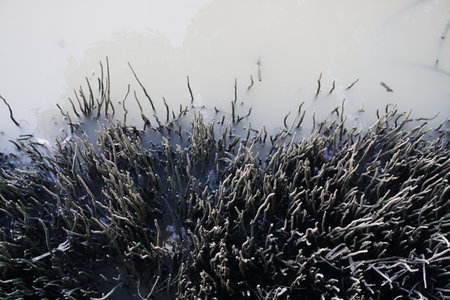 Respiratory root of mangrove forest in river, Nature background