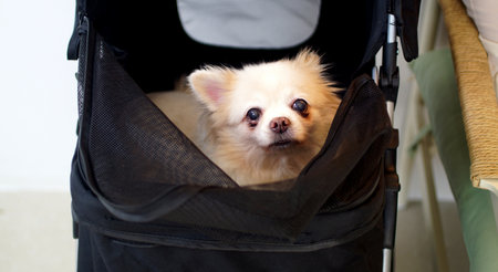 Close up shot of white Chihuahua dog in cartの写真素材