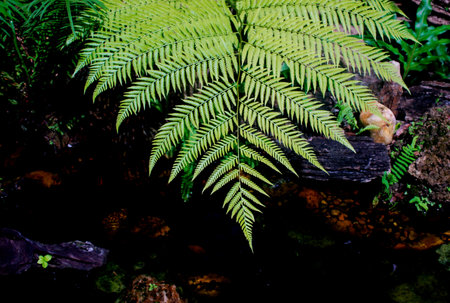 Fern leaf close up shot with dark backgroundの写真素材