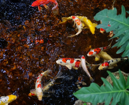 Group of Koi fish at pool with leaf foregroundの写真素材