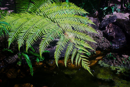 Fern leaf close up shot with dark backgroundの写真素材