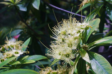 Close up shot of flower blossom in garden