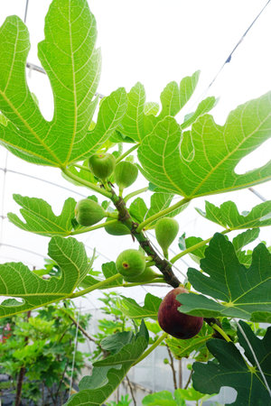 Close up of fig fruit blossom on tree, Organic fruit
