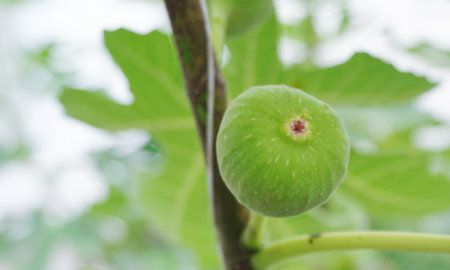 Close up of fig fruit blossom on tree, Organic fruit