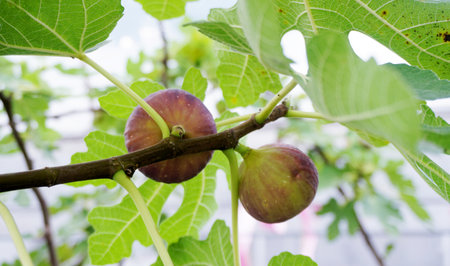 Close up of fig fruit blossom on tree, Organic fruitの写真素材