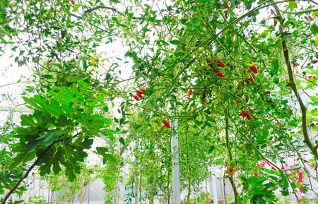 Organic tomato plant in green houseの写真素材