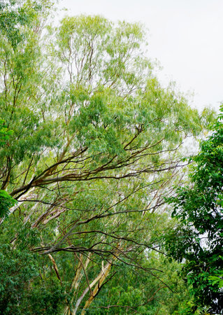 Eucalyptus tree with white sky background