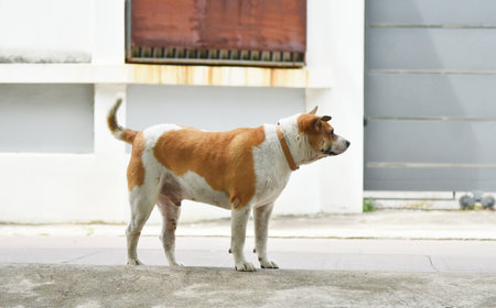 Dog stand at street looking outの写真素材