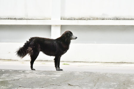 Black dog stand at street looking outの写真素材