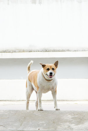 Dog stand at street looking at cameraの写真素材