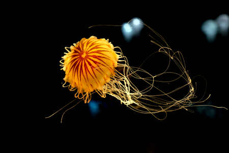 Jellyfish