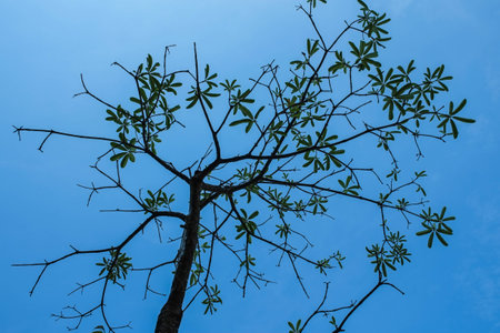 Tree and sky