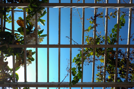 tree on the roof