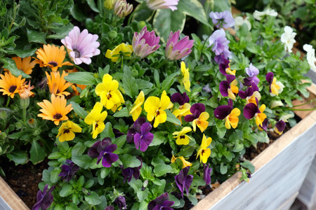 Street colourful flowersの写真素材