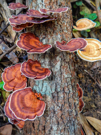 Mushrooms on a timber in natureの写真素材