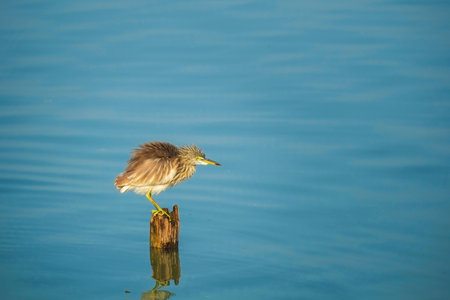 Bird and Riverの写真素材