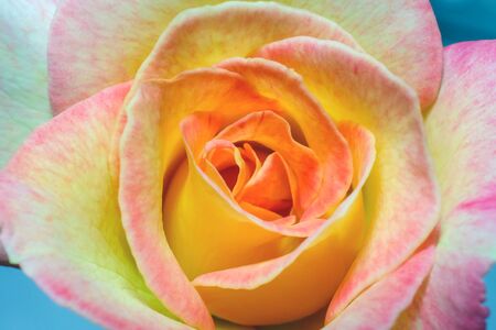 Pink-yellow rose (macro) backgroundの写真素材