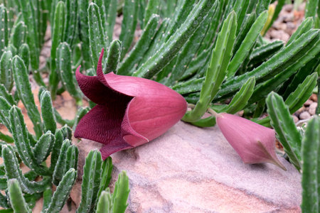 Cactus garden selective focus, Thailandの写真素材