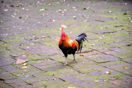 Beautiful Roosters on the stone floor backgroundの写真素材