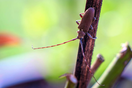 Macro Long-horned Beetle, Stem boring grub, or Dorysthenes (Lophosternus)bugueti Guerin on dry stickの写真素材