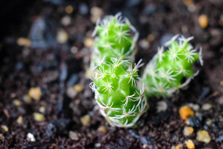Closed up image of beautiful growing cactus , Thailandの写真素材