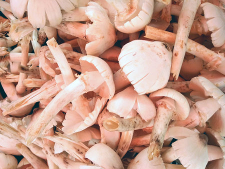 Fresh wild mushrooms, Thailandの写真素材