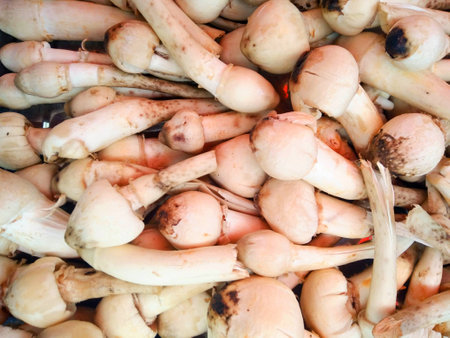 Fresh wild mushrooms, Thailand