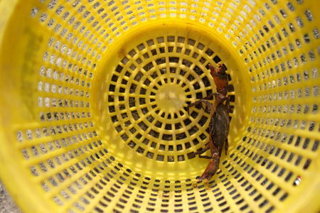 A serrated mud crab in yellow basket for cooking seafood , Thailandの写真素材