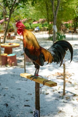 Colorful Chicken in Thailandの写真素材