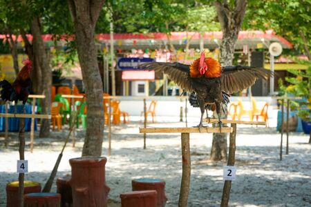 Colorful Chicken in Thailandの写真素材