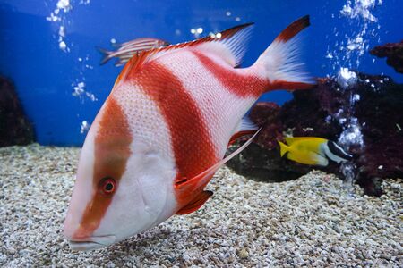 Emperor red snapper  in Fish tank at Aquarium , Thailand