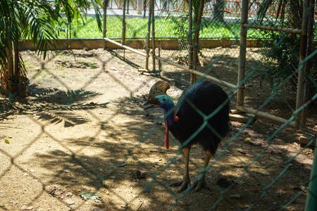 Cassowary in tha zoo, Thailandの写真素材