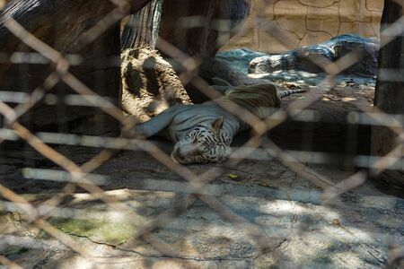 White tiger in the zoo, Thailandの写真素材