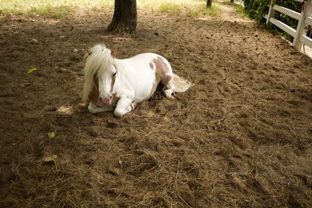 Pony ( mini dwarf horse), Thailandの写真素材
