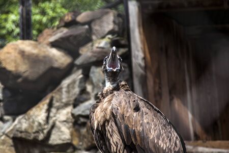 Vulture with an open beak in captivity. Screamの写真素材