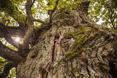 Centuries-old tree, oak. Bark texture