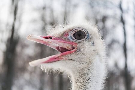 Portrait of a ostrich, close up