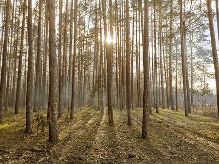 Sun rays shine through the forest. Mobile foto