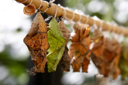 Pupae of exotic butterflies weigh on a branch Artificial breeding of exotic butterflies. selective focusの写真素材