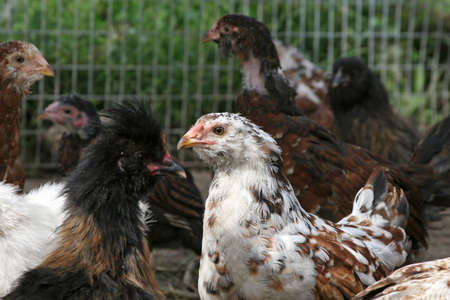 Hen. Organic chicken farming. Organic poultry farming, Chickens Organic agriculture. little newborn birds, farm animalsの写真素材