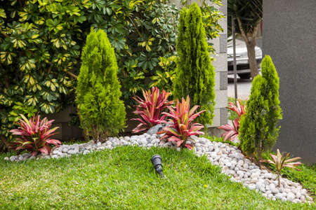 home landscaping. Tui, sheflers and dieffenbachiaの写真素材