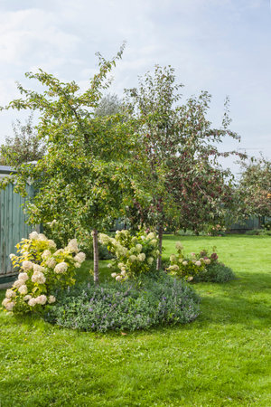 Decoration with flowers and trees around the house. Lawn, flowers, fruit treesの写真素材