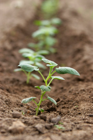 A potato seedling in the garden. Potato fieldの写真素材