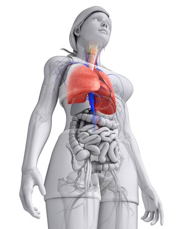 Illustration of female lungs anatomyの写真素材