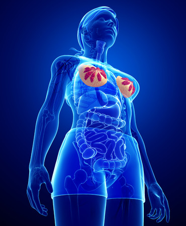 Illustration of female breast artworkの写真素材